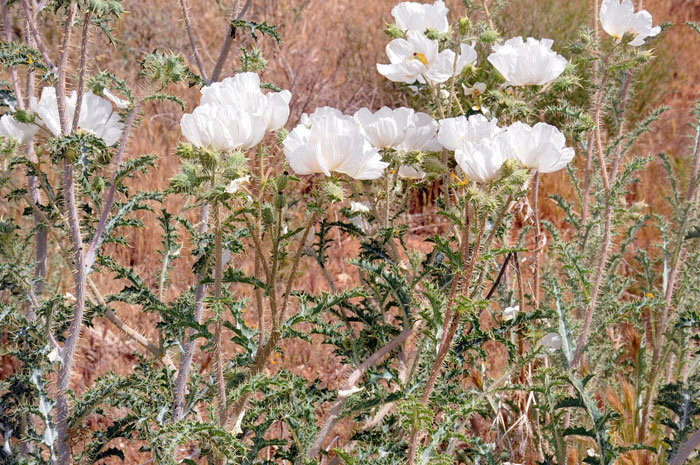 Argemone pleiacantha, Southwestern Pricklypoppy